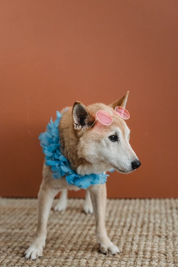 Trending Dog Names 2023 Find the Perfect Name for Your Dog!