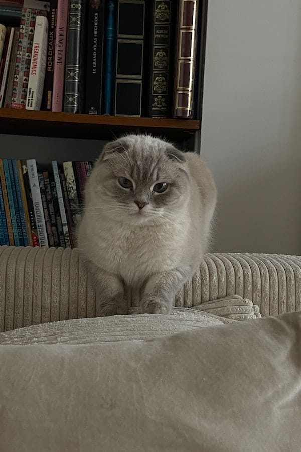 A Comprehensive Guide How to Use Pet Wipes for Your Cat