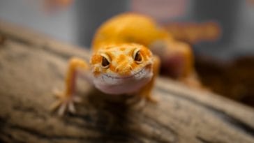 Lizard Gecko