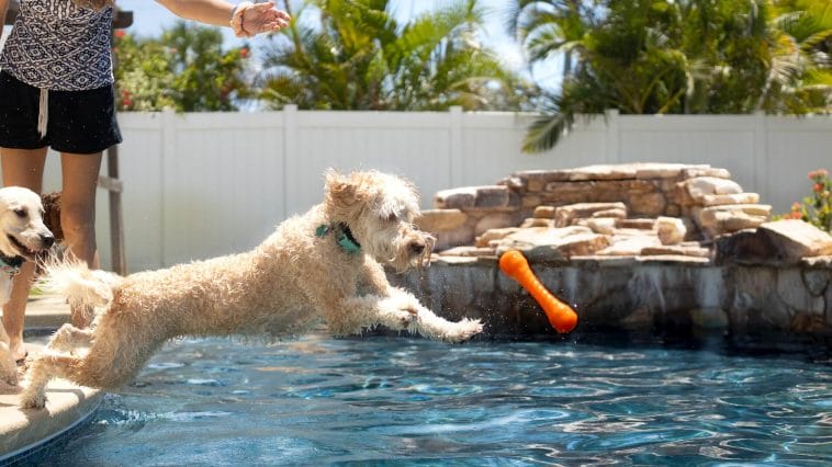 water games for dogs