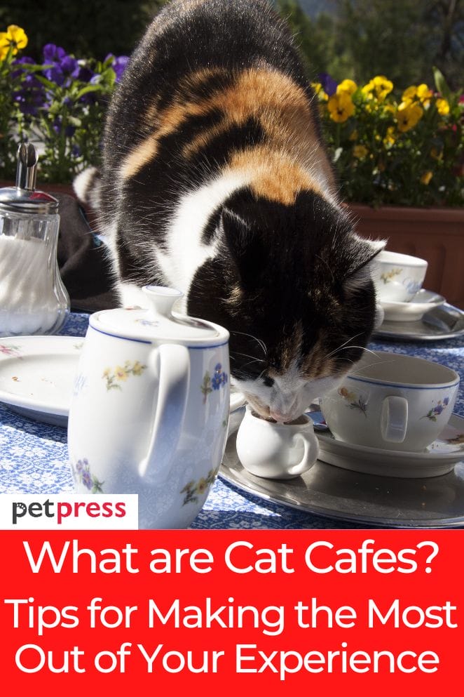 what are cat cafes