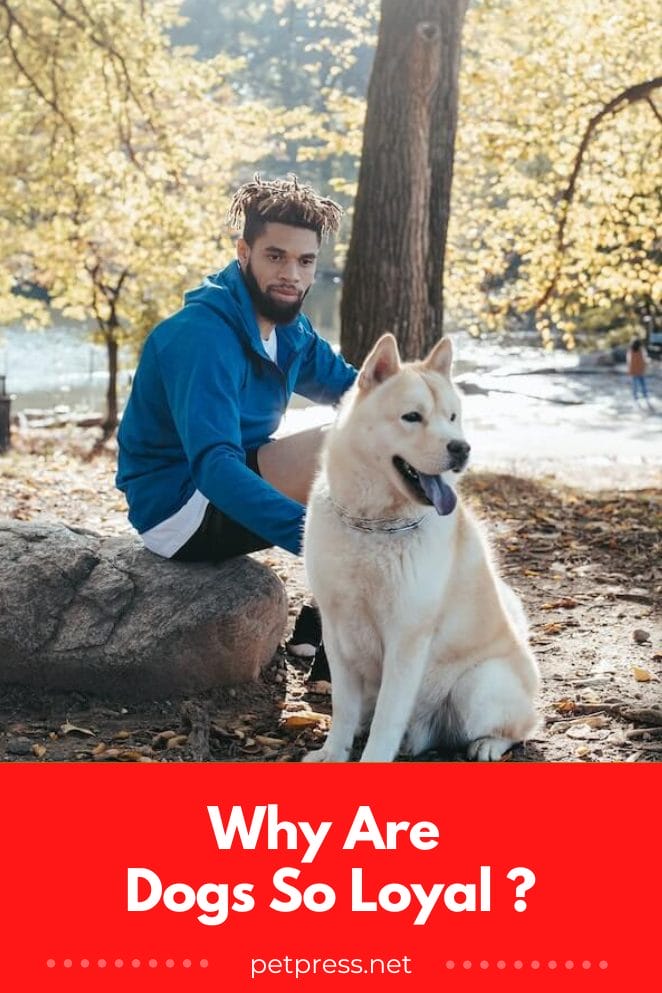 Why Are Dogs So Loyal Understanding The Man's Best Friend