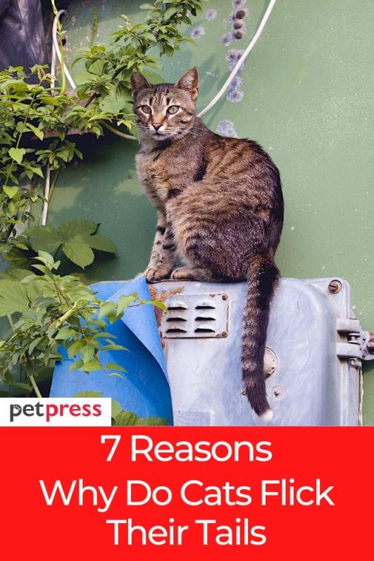 Decoding The Mysterious Why Do Cats Flick Their Tails