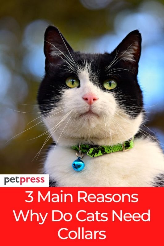 Why Do Cats Need Collars? 3 Reasons And Cat Cat Collar Types