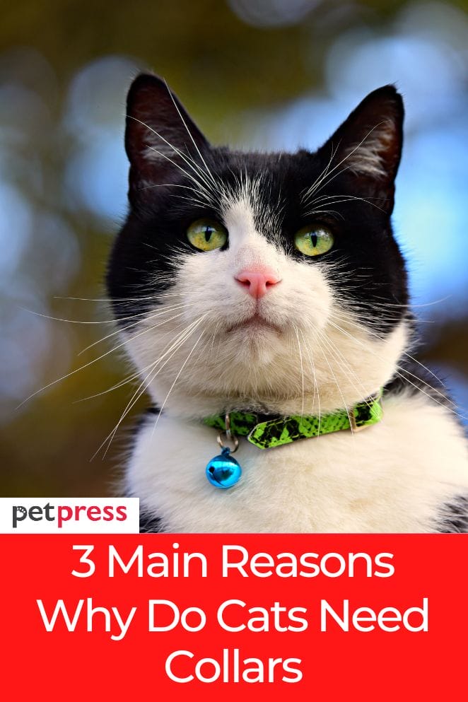 Why Do Cats Need Collars? 3 Reasons And Cat Cat Collar Types
