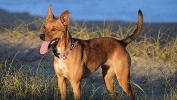 why do dogs bite their tails