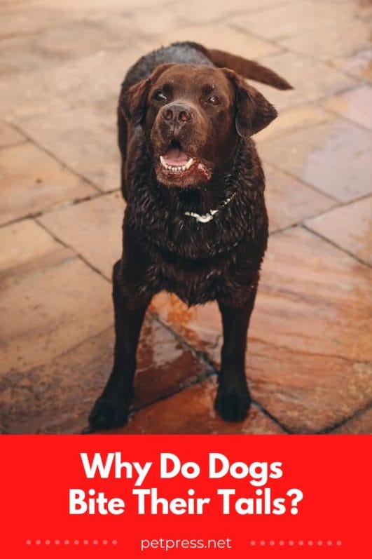 Why Do Dogs Bite Their Tails and How to Stop It?