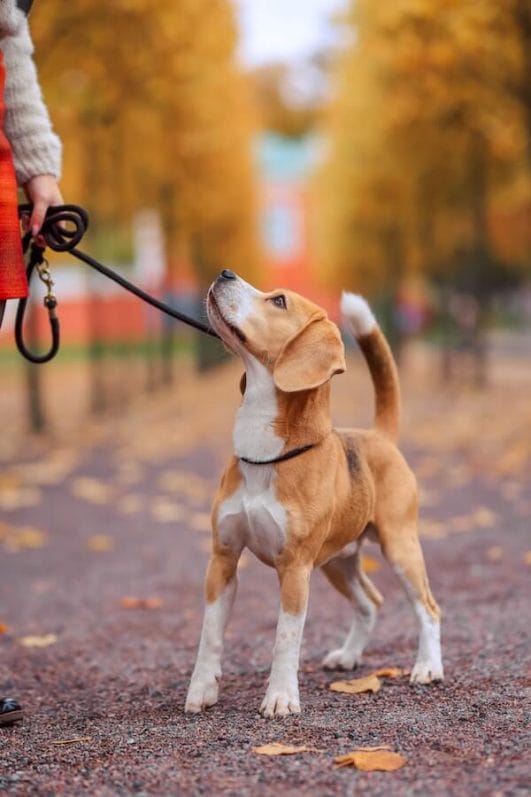 Why Do Dogs Bite Their Tails and How to Stop It?