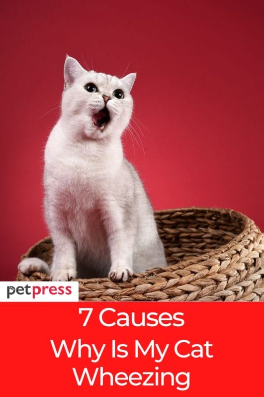 Answered: 7 Common Causes Why Is My Cat Wheezing