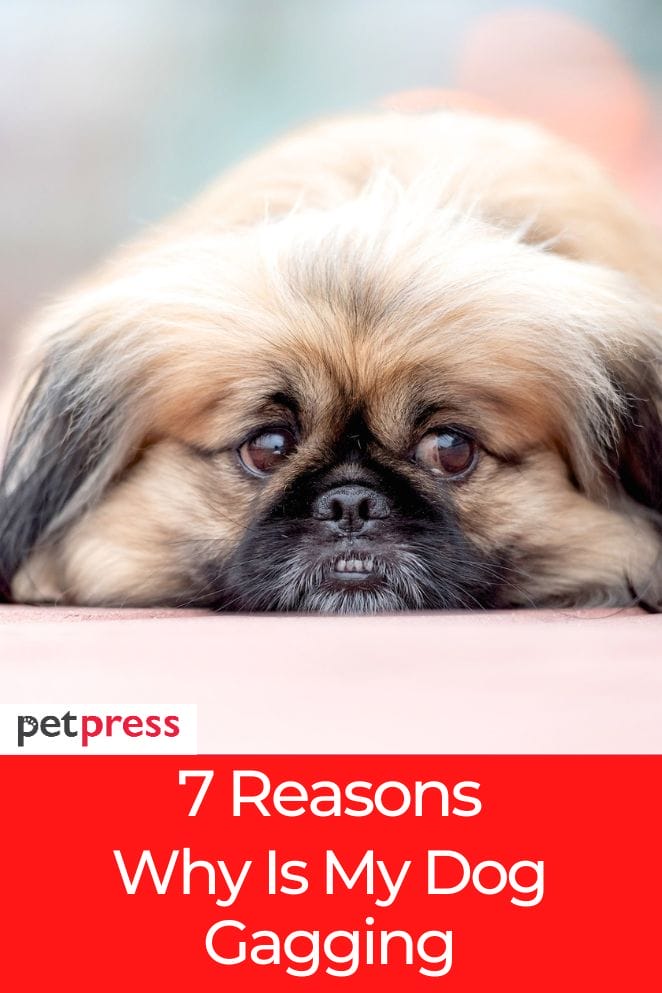Dog's Health 7 Common Reasons Why Is My Dog Gagging