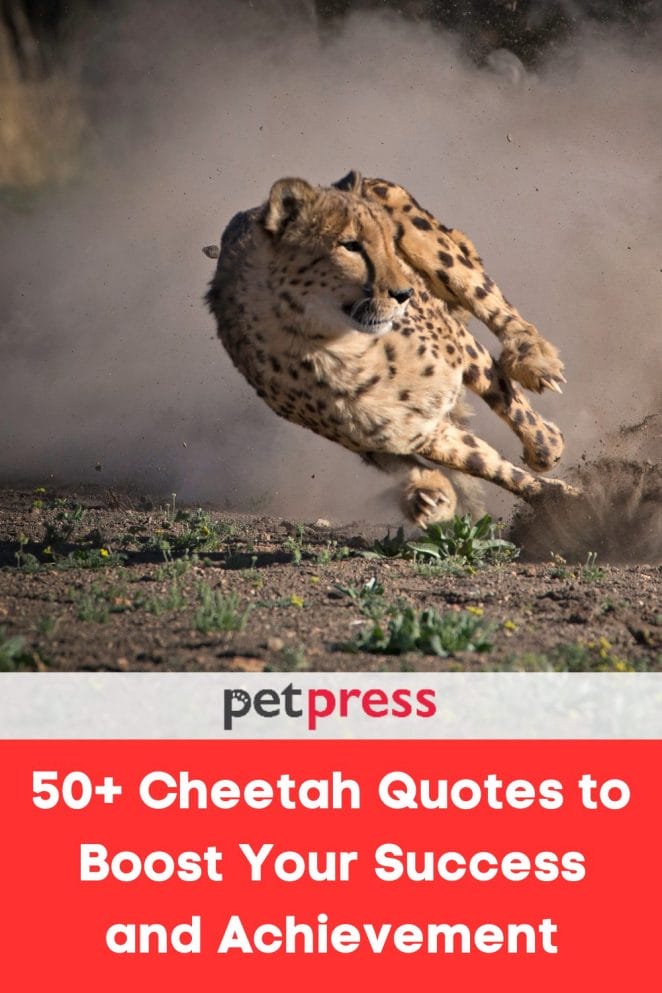 50+ Cheetah Quotes to Boost Your Success And Achievement  