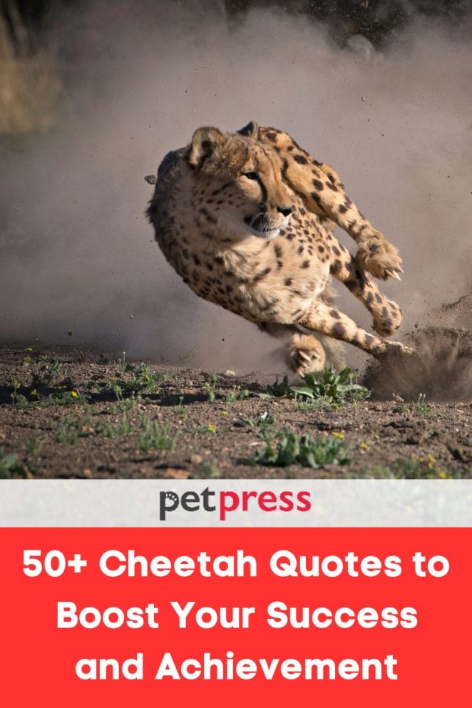 50+ Cheetah Quotes to Boost Your Success And Achievement