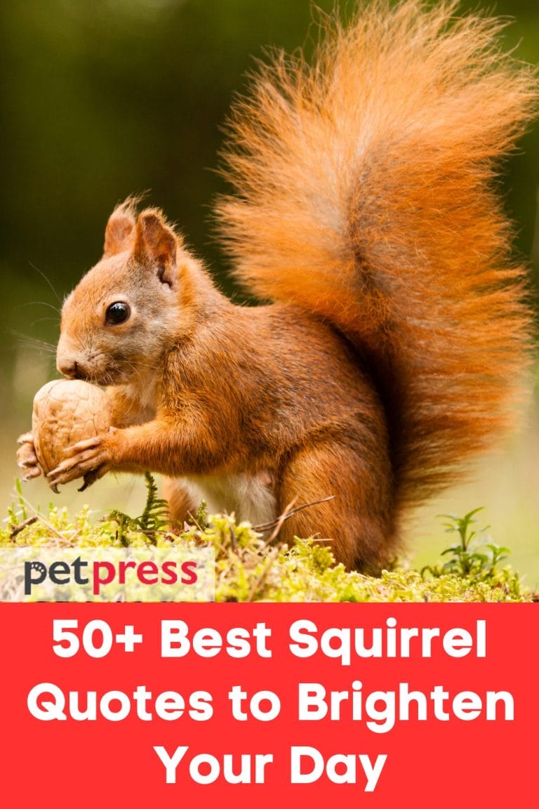 50 Best Squirrel Quotes to Brighten Your Day PetPress