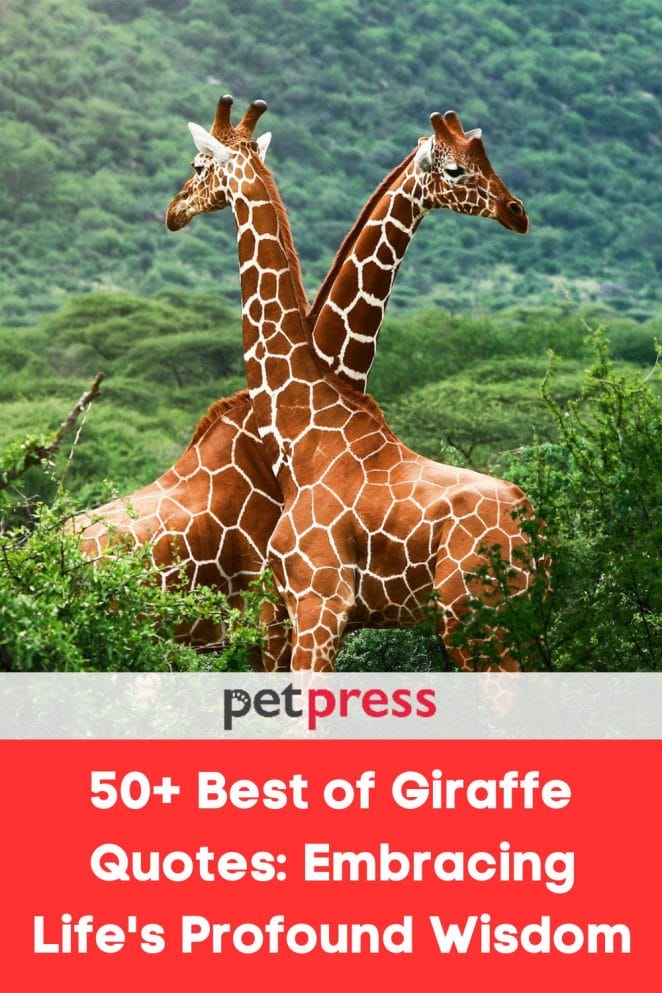 50+ Giraffe Quotes: Embracing Life’S Profound Wisdom