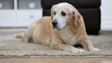 10 things not to do with old dogs
