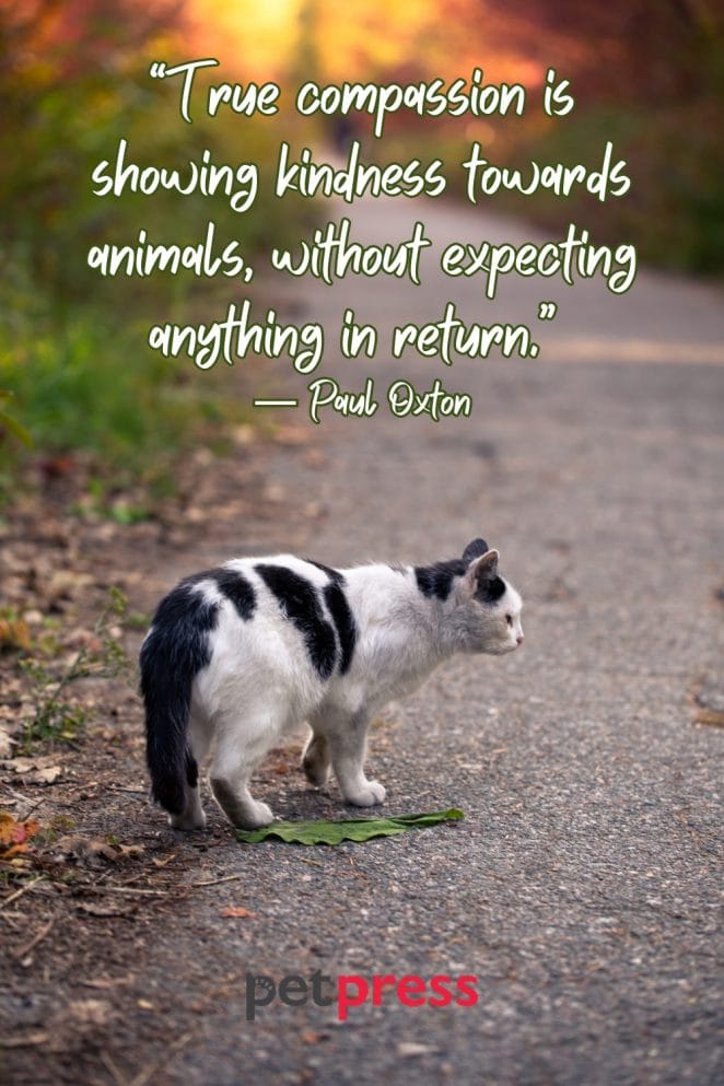 Best Helping Animals Quotes 10