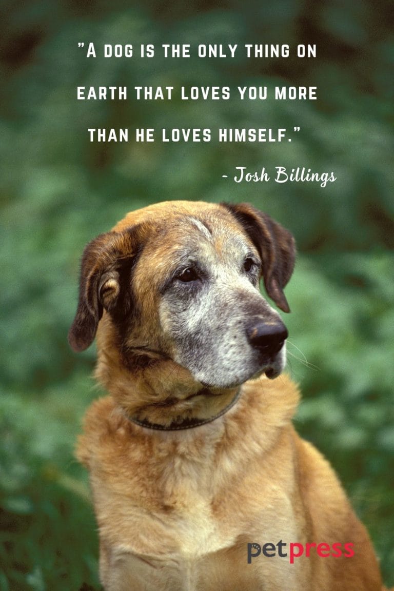 50+ Dog Best Friend Quotes that Prove Unconditional Love