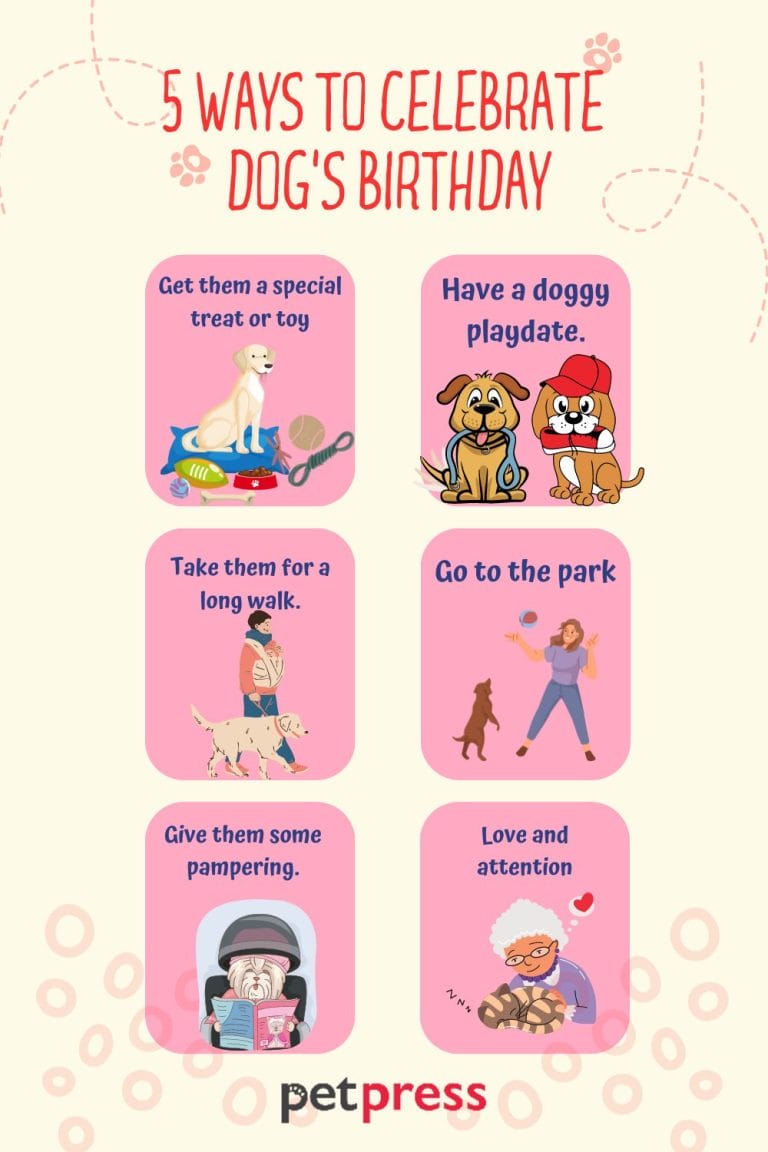 50+ Best Dog Birthday Quotes to Celebrate Your Furry Friend