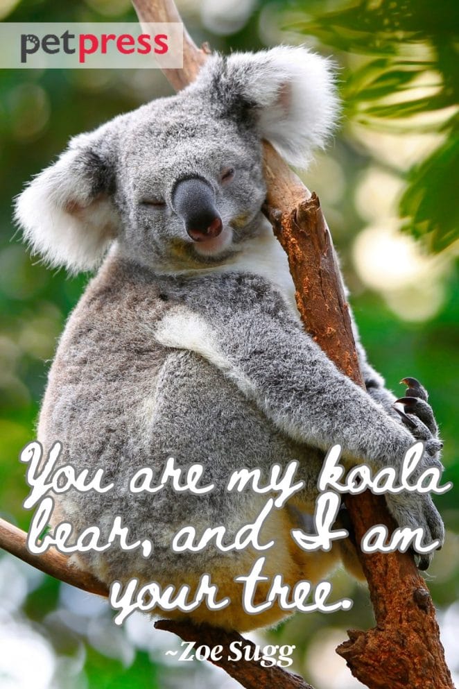 50 Adorable Koala Quotes When You Are Feeling Down - PetPress