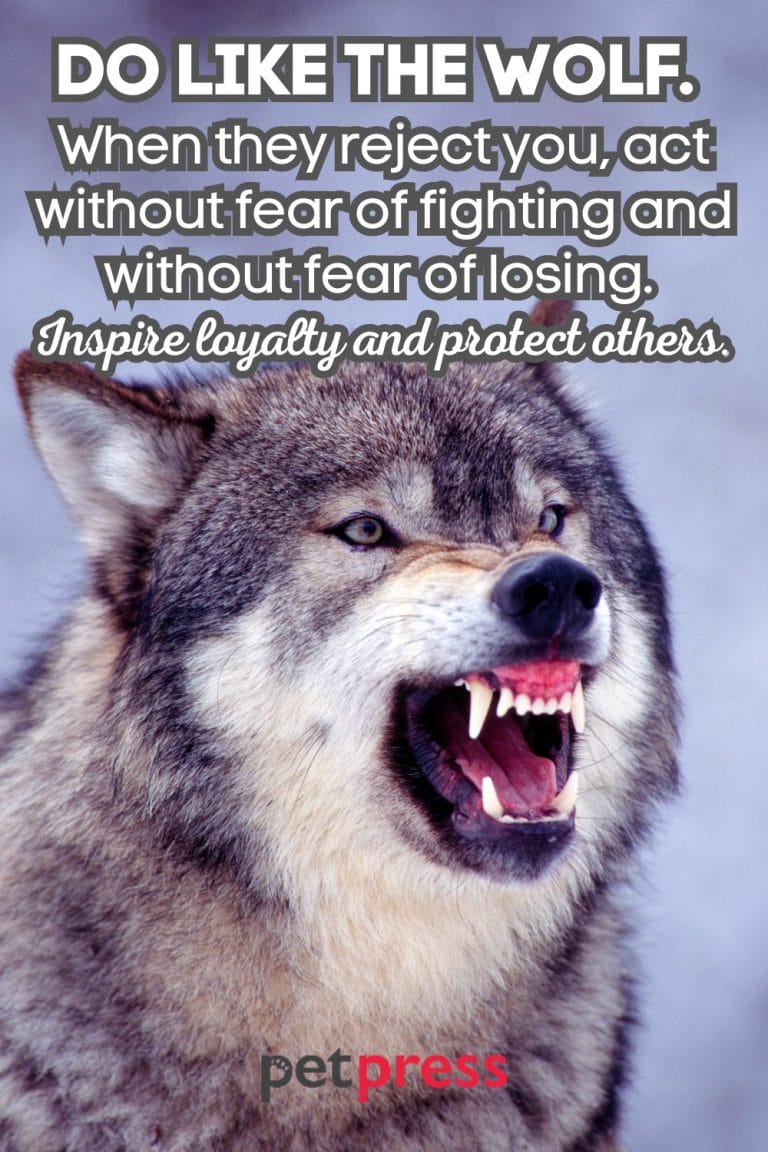 100+ Best Badass Wolf Quotes to Awaken Your Inner Beast - PetPress