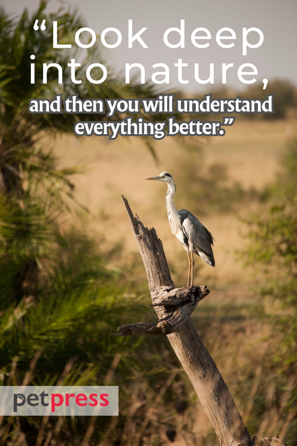 Unleash the Wild 50+ Best Wild Animals Quotes PetPress