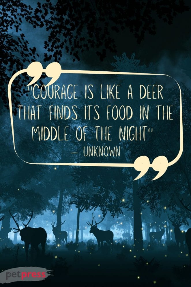 50+ Inspiring Deer Quotes to Ignite Your Inner Courage And Strength  