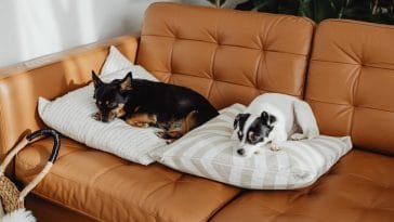25 Cleaning Hacks for your Pets