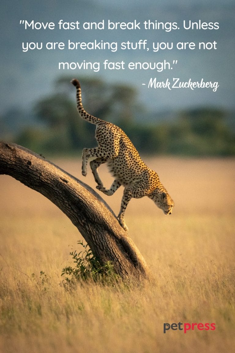 50+ Cheetah Quotes to Boost Your Success and Achievement - PetPress