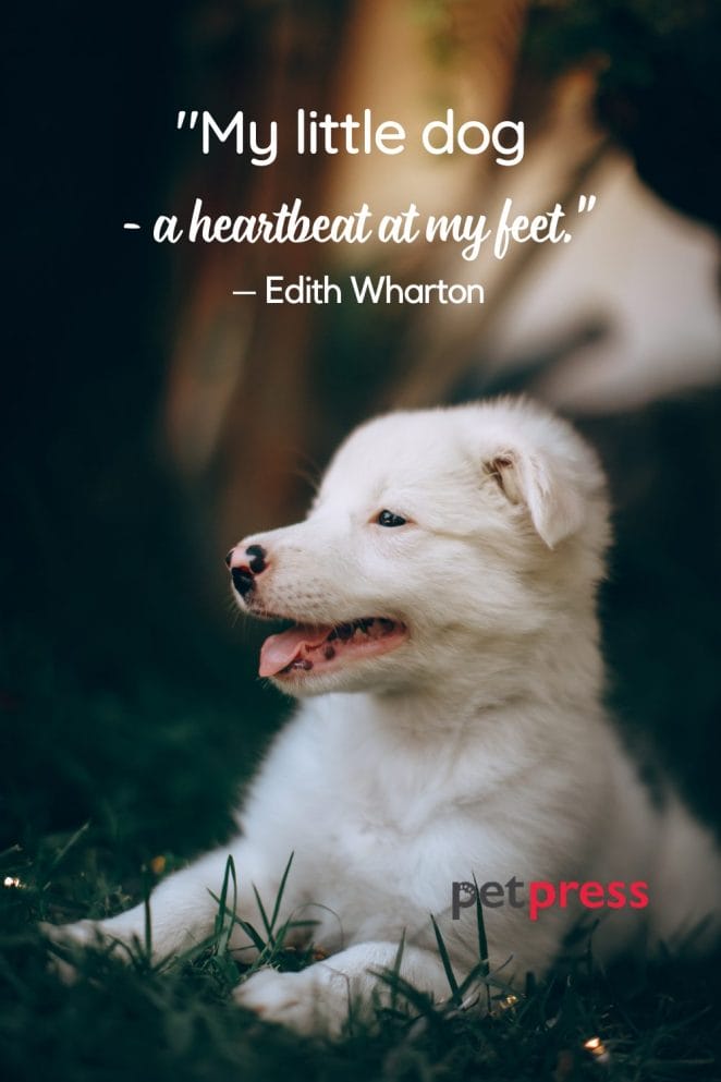 Dog Best Friend Quotes