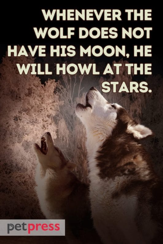 100+ Best Badass Wolf Quotes to Awaken Your Inner Beast - PetPress