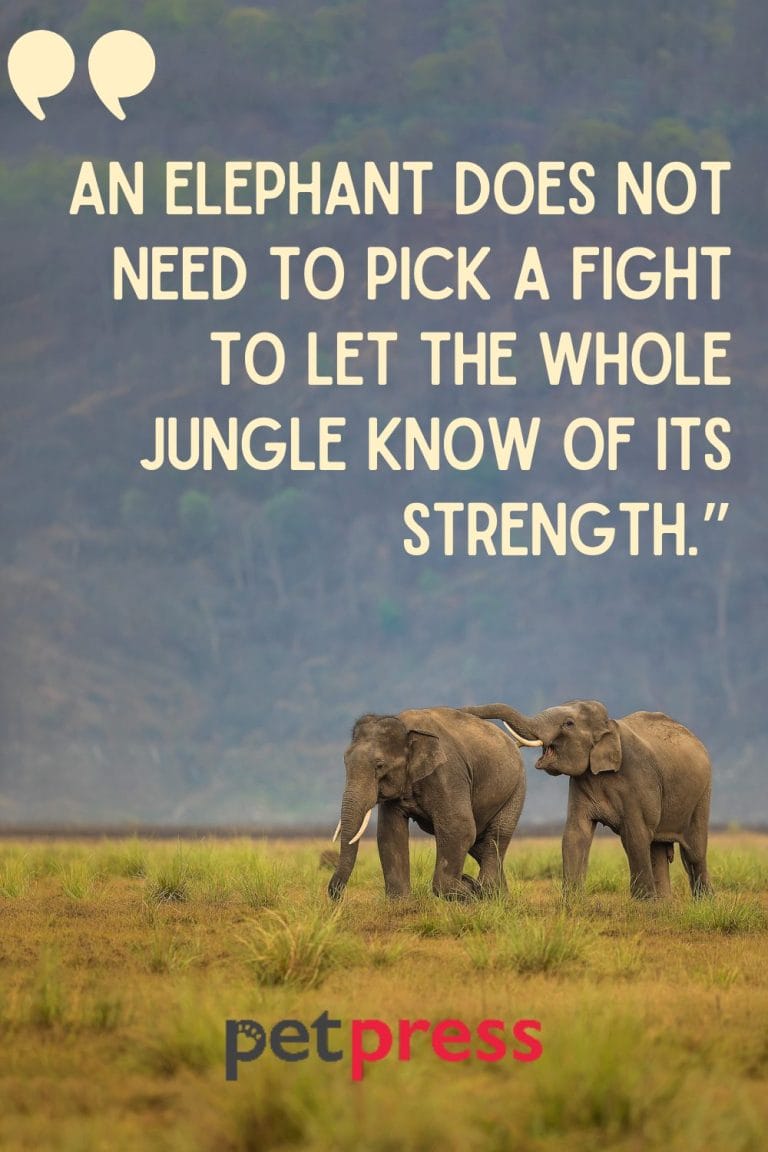 Unleash the Wild: 50+ Best Wild Animals Quotes - PetPress