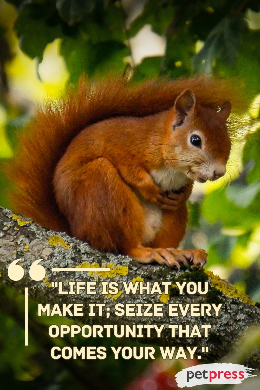 50 Best Squirrel Quotes to Brighten Your Day - PetPress