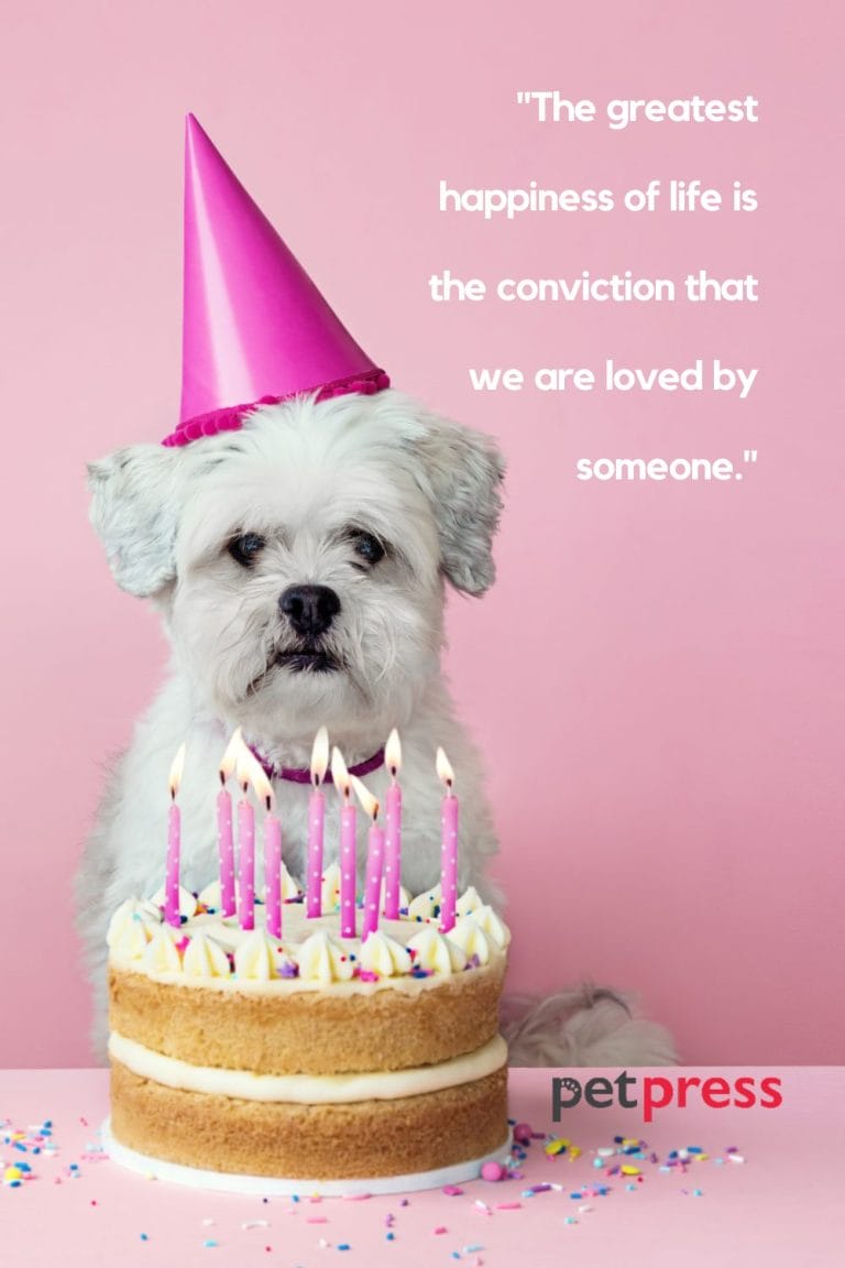 50+ Best Dog Birthday Quotes to Celebrate Your Furry Friend