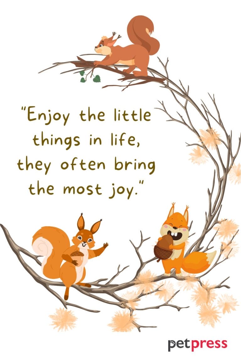 50 Best Squirrel Quotes to Brighten Your Day PetPress