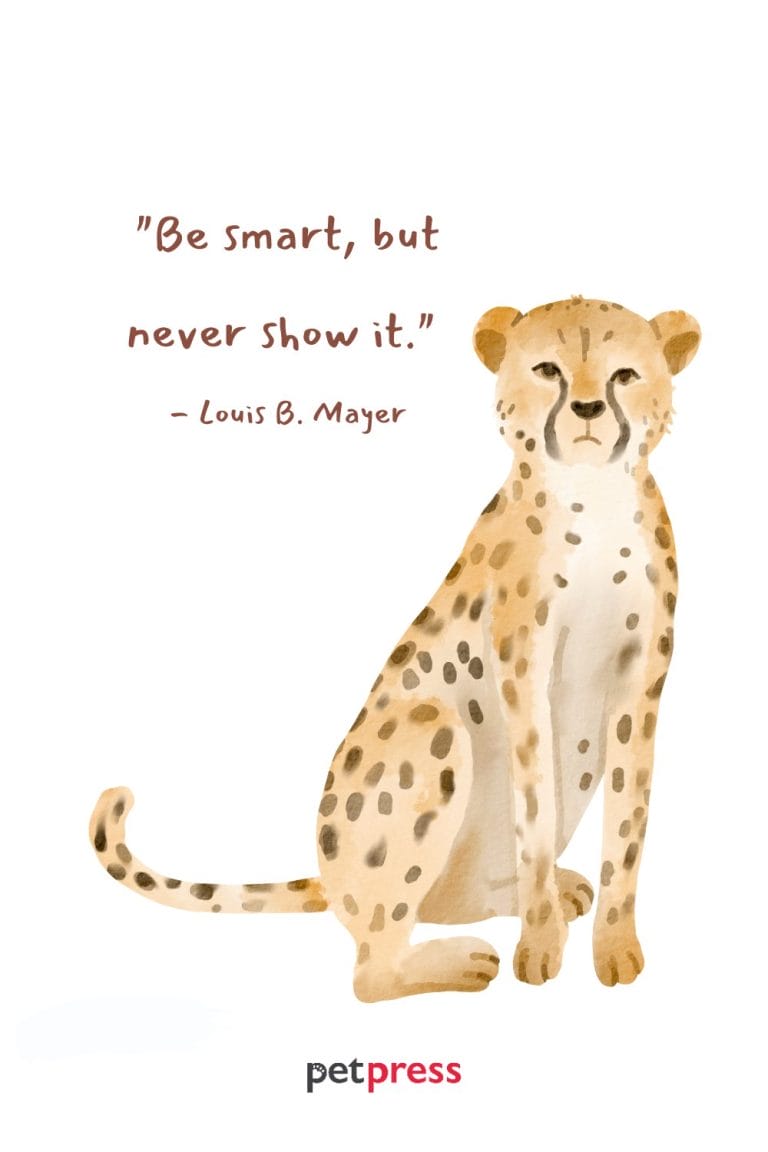 50+ Cheetah Quotes To Boost Your Success And Achievement - PetPress