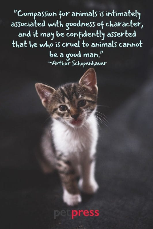 50+ Best Helping Animals Quotes that Inspire Kindness and Compassion