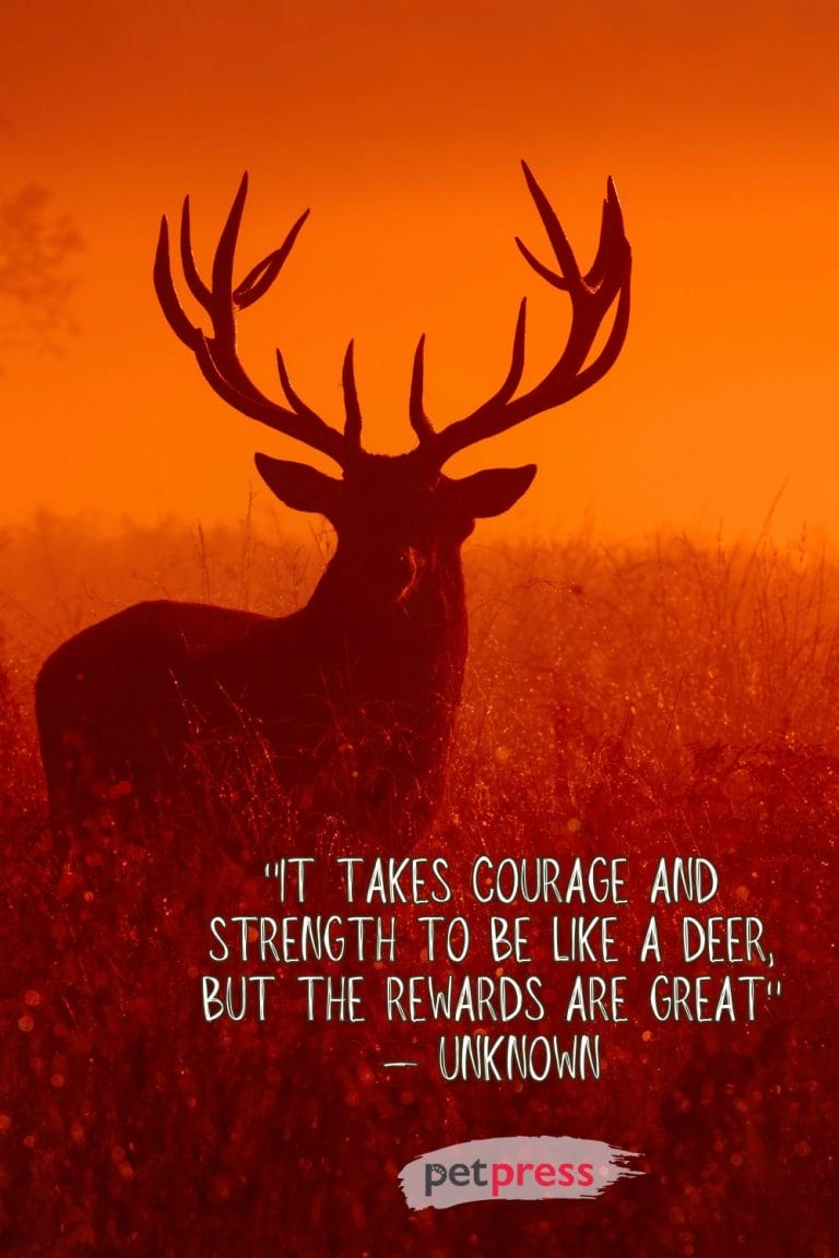 50+ Inspiring Deer Quotes to Ignite Your Inner Courage and Strength ...