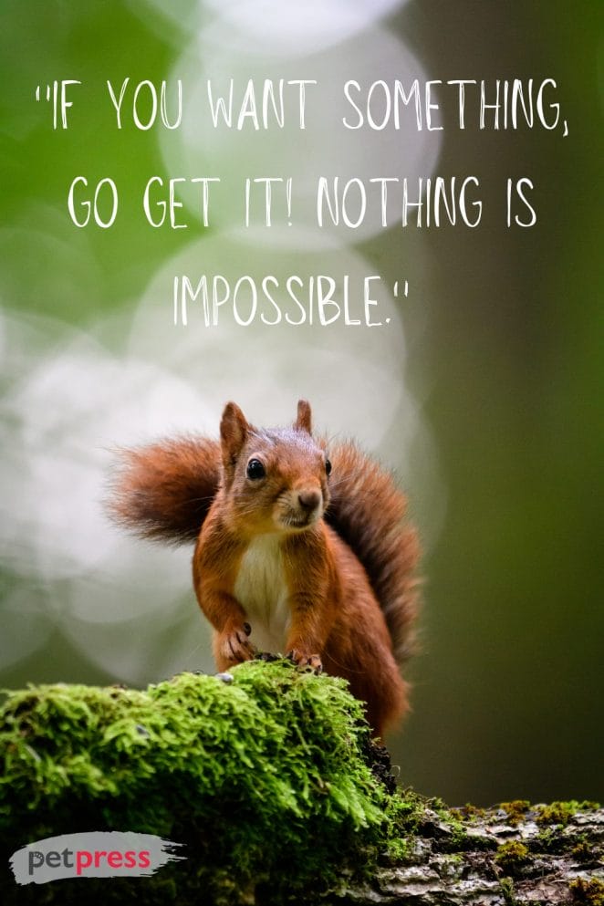 50 Best Squirrel Quotes to Brighten Your Day - PetPress