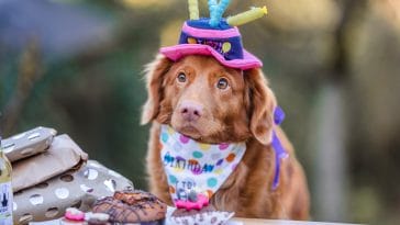 50+ Best Dog Birthday Quotes to Celebrate Your Furry Friend