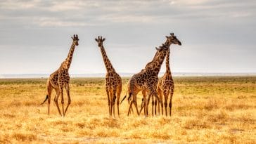Giraffe Quotes: Embracing Life's Profound Wisdom
