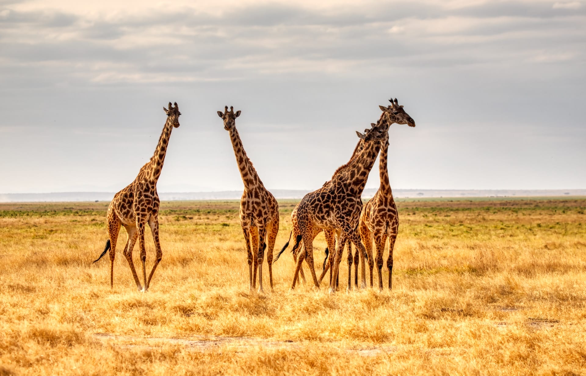 50+ Giraffe Quotes: Embracing Life’S Profound Wisdom