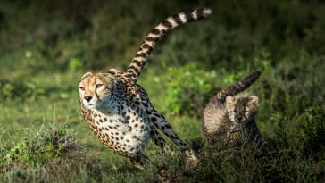50-Motivational-Cheetah-Quotes-to-Boost-Your-Success-and-Achievement.