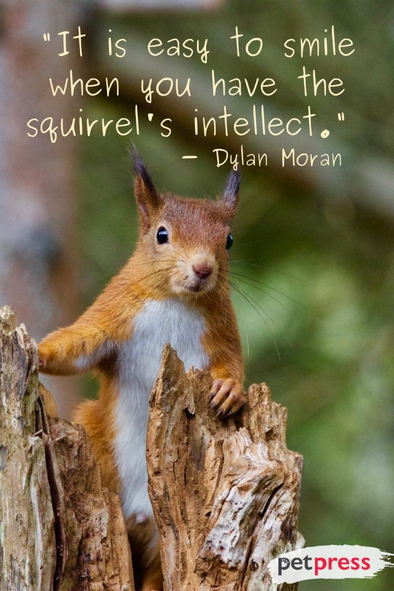 50 Best Squirrel Quotes to Brighten Your Day - PetPress