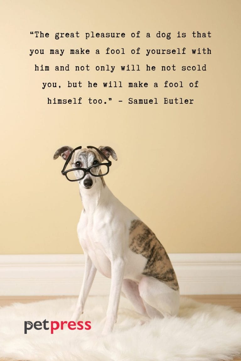 50+ Dog Best Friend Quotes that Prove Unconditional Love