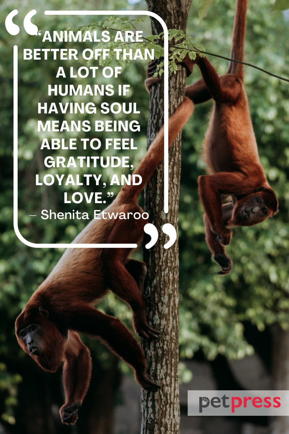 Unleash the Wild 50+ Best Wild Animals Quotes PetPress