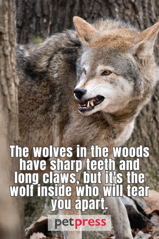 100+ Best Badass Wolf Quotes to Awaken Your Inner Beast - PetPress