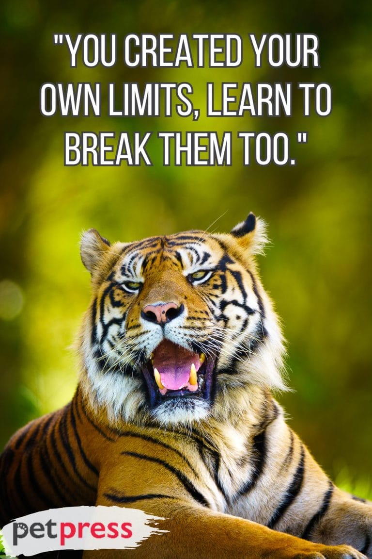 50+ Best Tiger Quotes on Being Fierce and Strong - PetPress