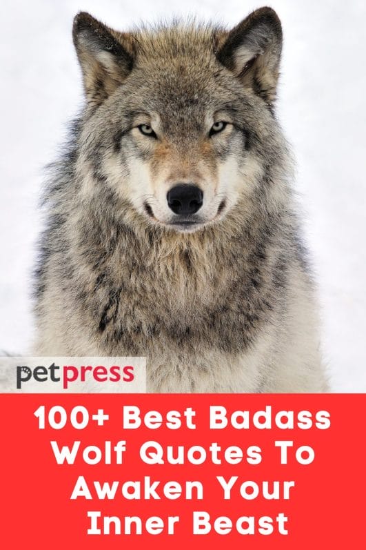 100+ Best Badass Wolf Quotes to Awaken Your Inner Beast PetPress