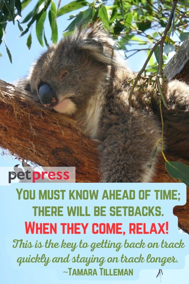 50 Adorable Koala Quotes When You Are Feeling Down - PetPress