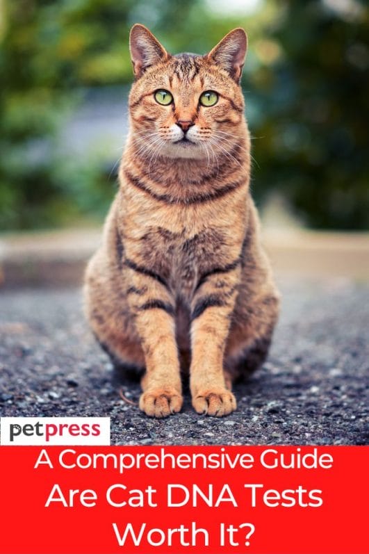 Are Cat DNA Tests Worth It? A Comprehensive Guide